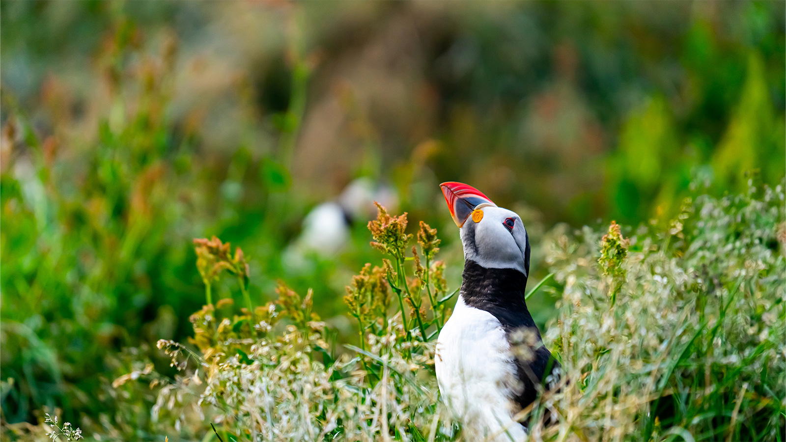 Icelandic wildlife: puffin Icelandic wildlife: puffin